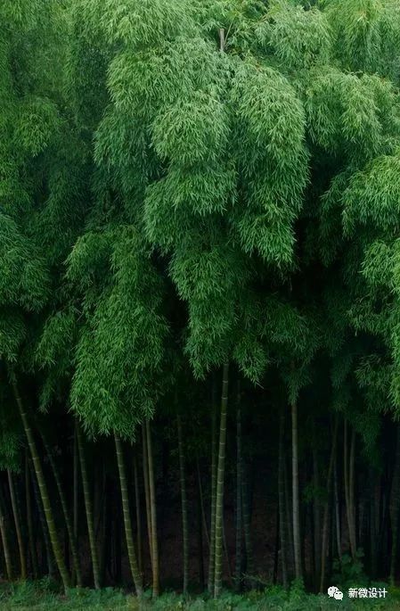 江南农耕文化活态公园资料下载-竹，庭院中的必备
