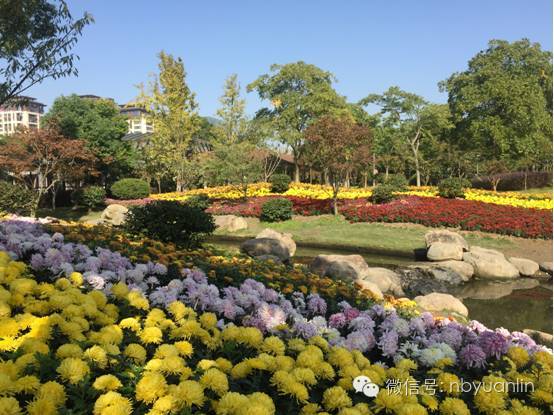 秋意渐浓赏菊正当时  宁波日湖公园菊花展等您赏_2