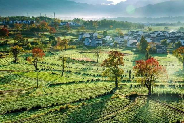 万亩茶园资料下载-重建乡土，史诗规划巨作~