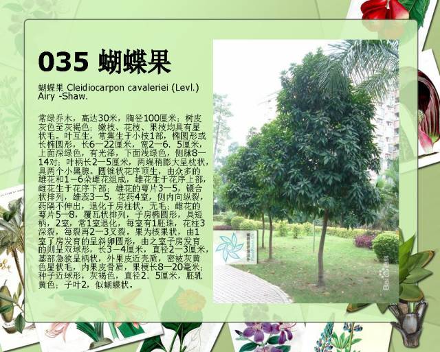 植物设计师必备：100种常见园林植物图鉴_65