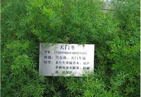 日本旱溪做法资料下载-每日植物分享