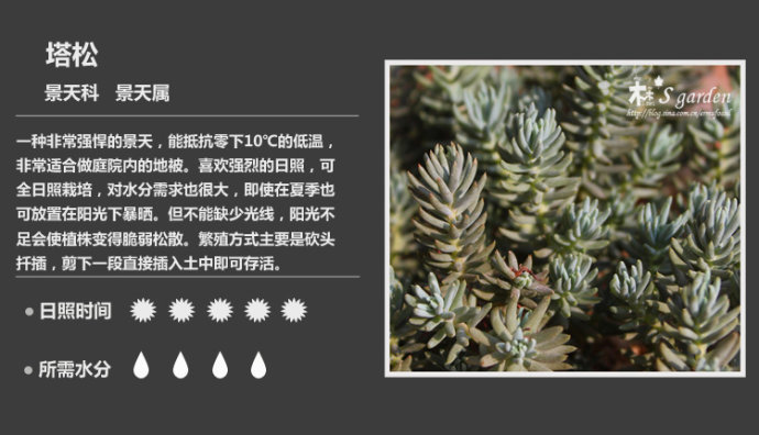 150款萌萌哒的多肉植物图鉴-新增50枚-常见多肉植物图鉴