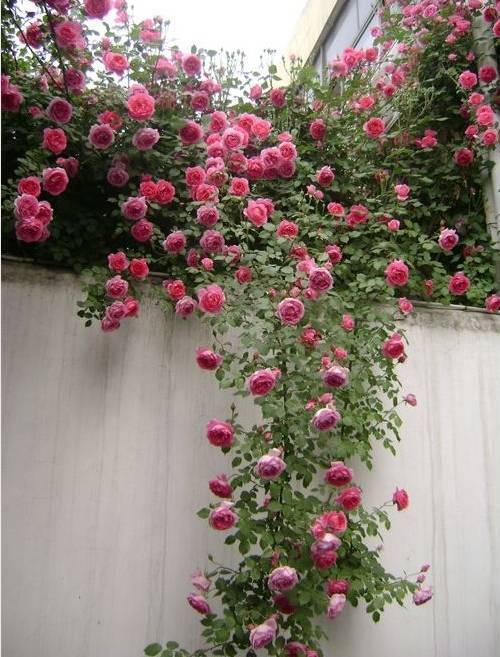 花开一面墙，花落一路香，一棵爬藤植物的花海_6