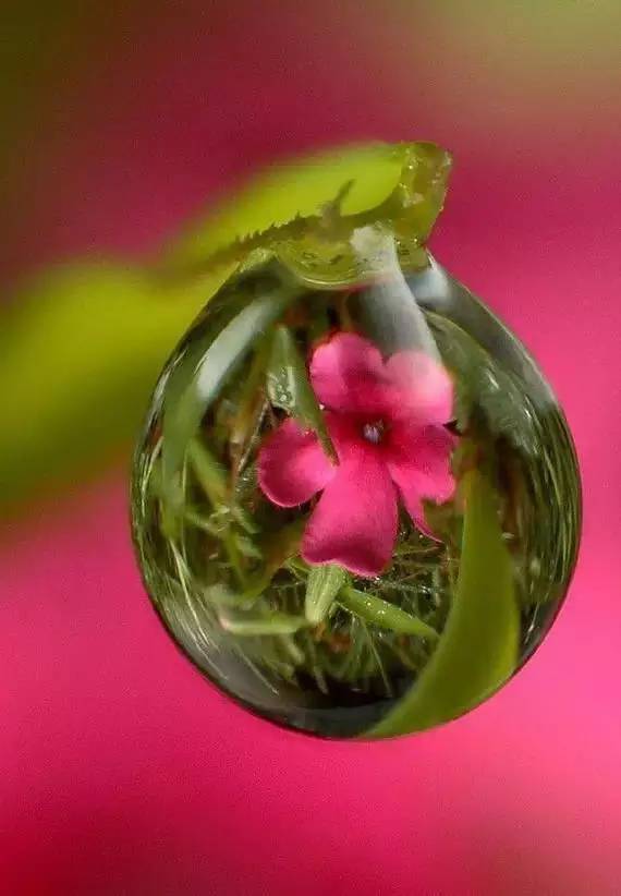 一滴水与植物的结合，怎么可以这么美！_7