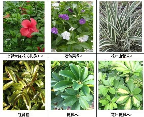 [垂直绿化]能上墙植物大全！-640.webp (2).jpg