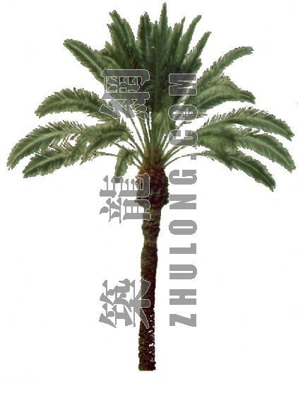 棕榈中的别墅住宅资料下载-棕榈椰树