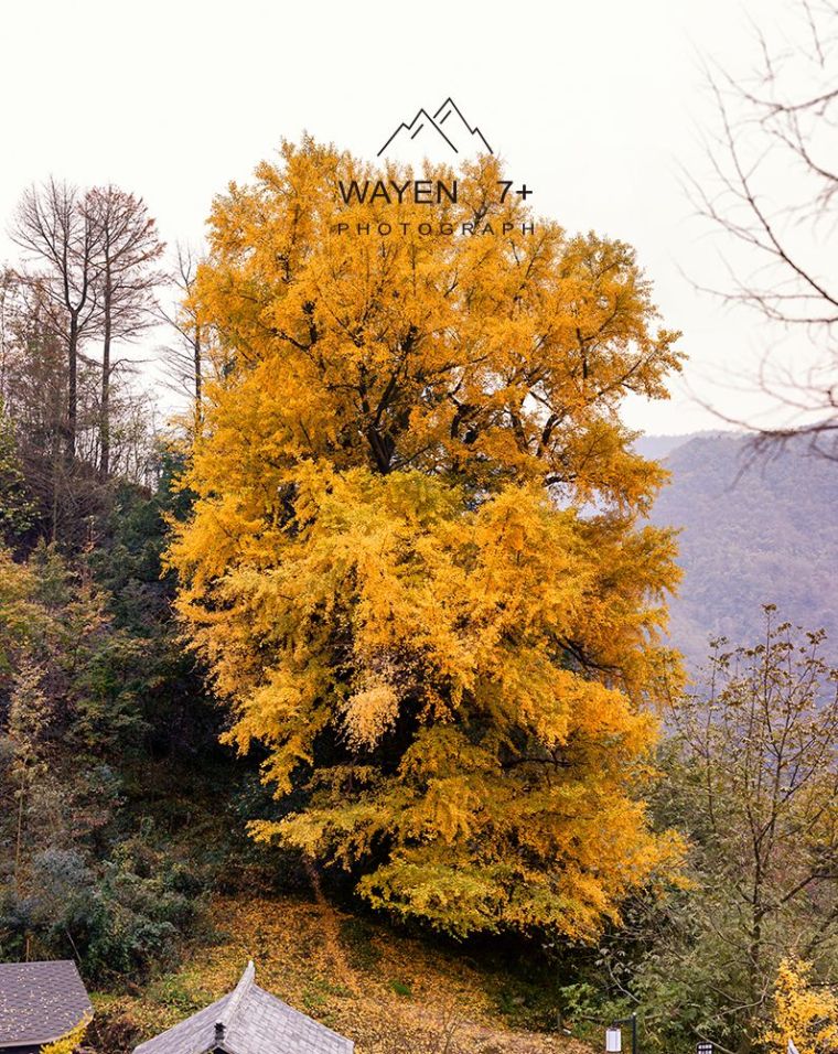 砖木结构祠堂资料下载-华东第一古树村，最最最绚烂的秋色