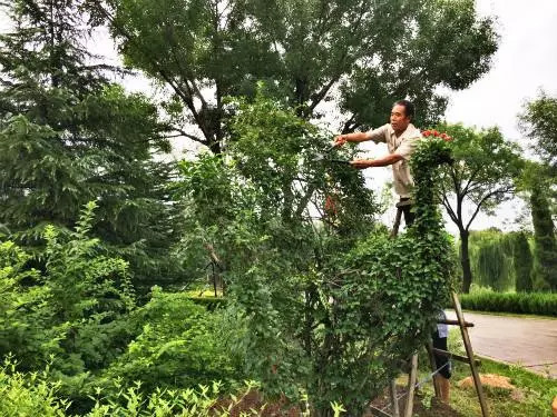 防涝排水沟资料下载-干货|秋季苗木养护细则