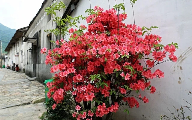 植物配置cad平面图图例资料下载-花境的认识及理解,花境植物配置设计说明(案例)