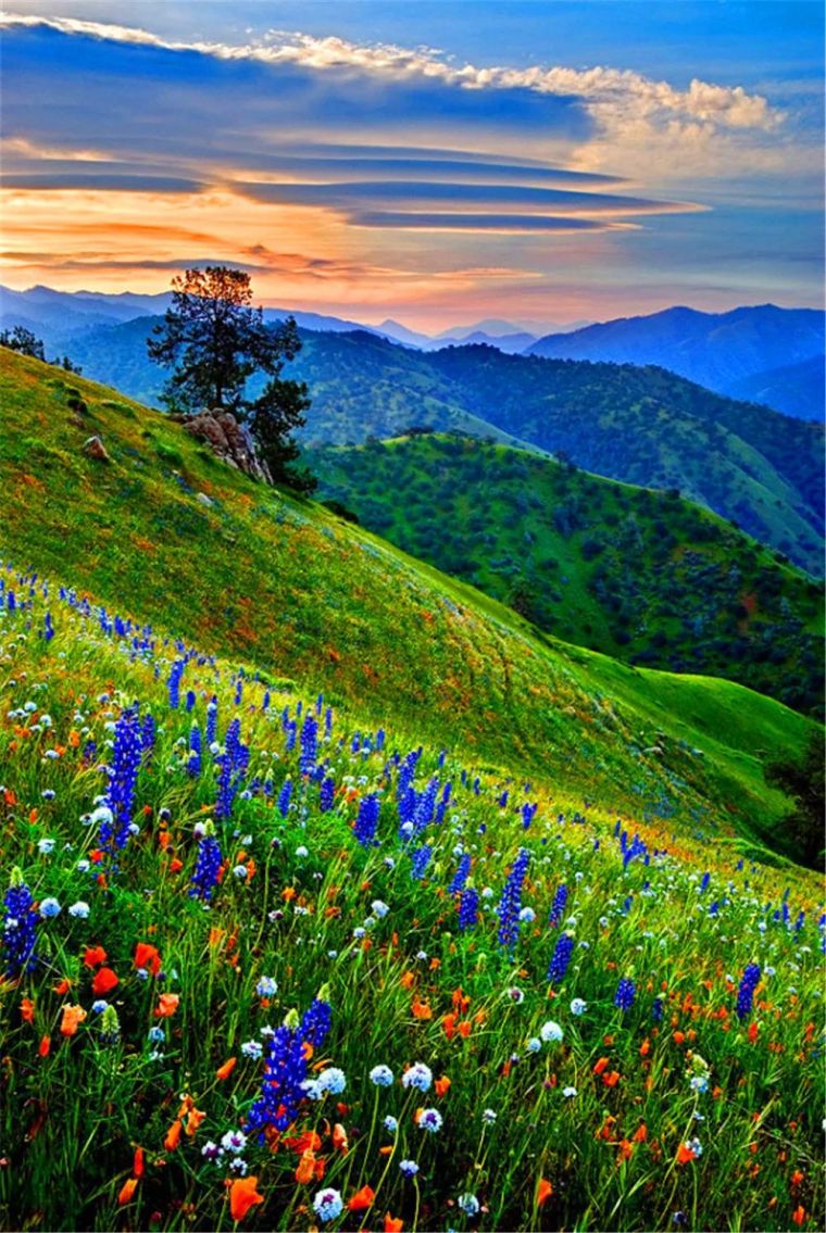 日本北海道芝樱公园资料下载-踏春行 · 花海景观