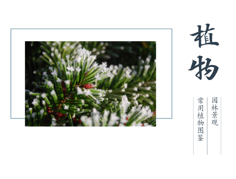 北京园林常见植物资料下载-园林常见植物图谱