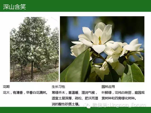 全国七大片区，常用开花植物集锦（上）_74