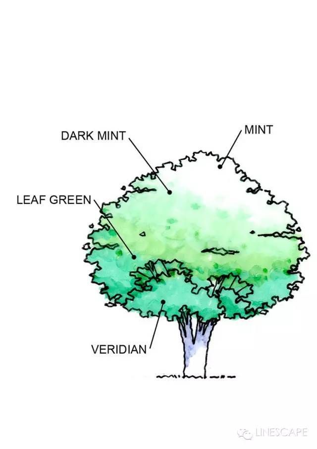景观植物手绘是如何画出酷酷的效果？_26