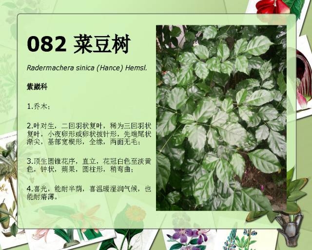 植物设计师必备：100种常见园林植物图鉴_150