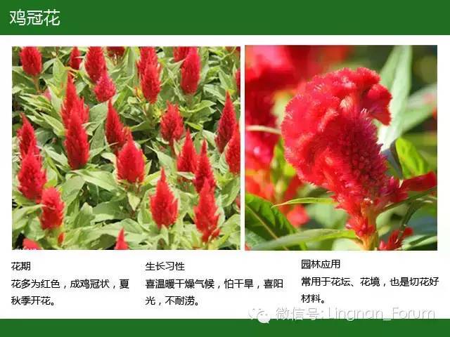 全国七大片区，常用开花植物集锦（上）_147