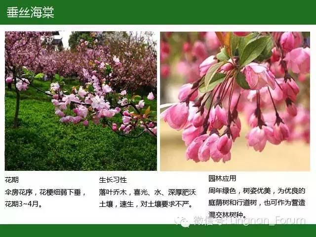 全国七大片区，常用开花植物集锦（上）_104