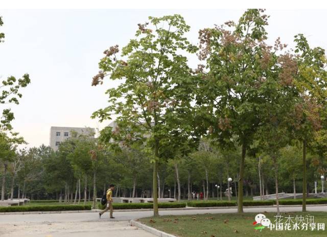 乔木种植cad资料下载-[园林绿化]地表最全观赏乔木，认树不求人，太全了，赶紧收藏