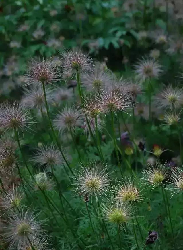 花园设计之灵魂——植物配置_12