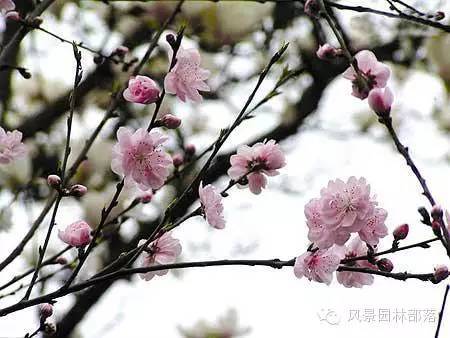 常用的景观花卉资料下载-北京地区景观设计常用乡土植物