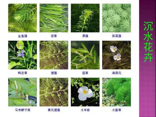 面试，对方问我植物认识几种？_113