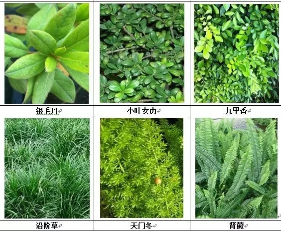 [垂直绿化]能上墙植物大全！-640.webp (4).jpg