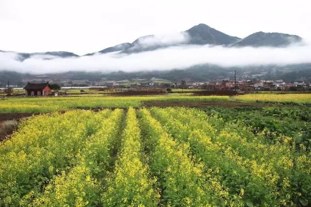 桃花树SU模型资料下载-心中若有桃花源