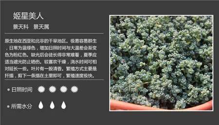 100种常见多肉植物图谱及养护方法，赶紧收藏！_21