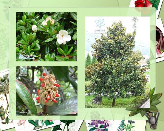 植物设计师必备：100种常见园林植物图鉴_21