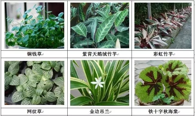 [垂直绿化]能上墙植物大全！-640.webp (12).jpg