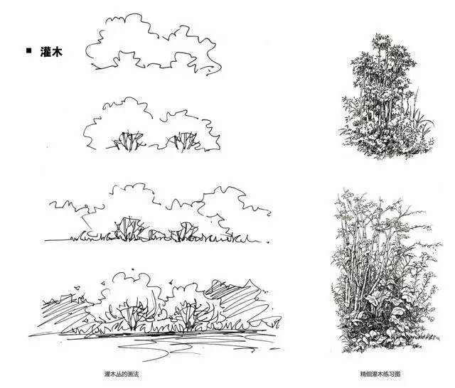 手绘草木分析图_8