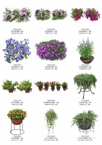 花卉植物CAD图例资料下载-植物图例下载