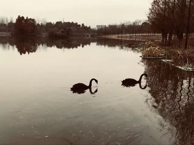 深圳湾三大豪宅植物配置资料下载-植物造景中的光影世界！