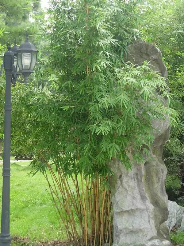 26种 · 竹类植物_4