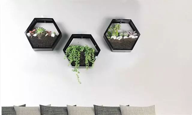创意植物壁挂，让大自然爬上你家的墙！_1