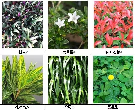 [垂直绿化]能上墙植物大全！-640.webp (3).jpg