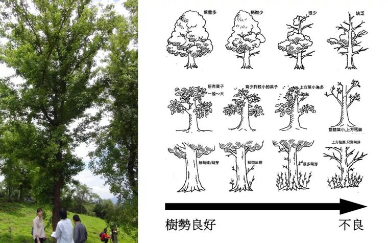 不要随便给树换发型，不然它可能会死给你看_38