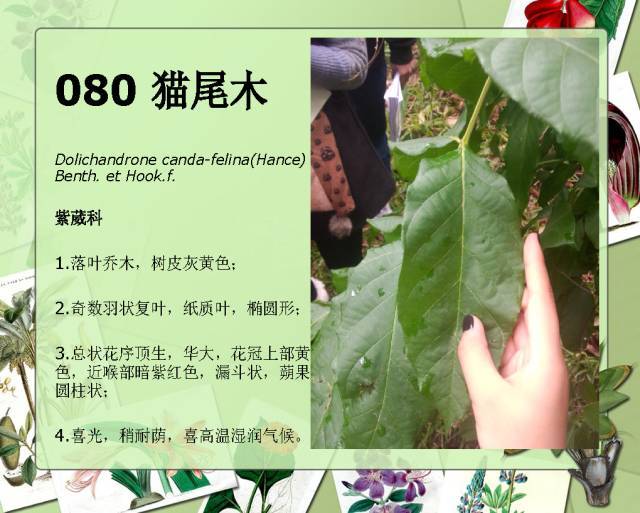 植物设计师必备：100种常见园林植物图鉴_146