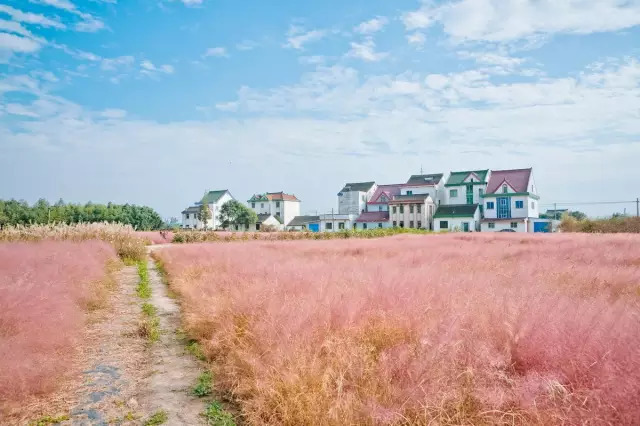南湾四季住宅景观资料下载-观赏草的美，四季不落的景观