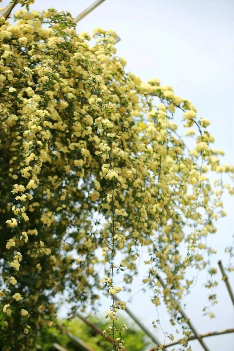 藤花好颜色|藤本植物的花墙梦_10