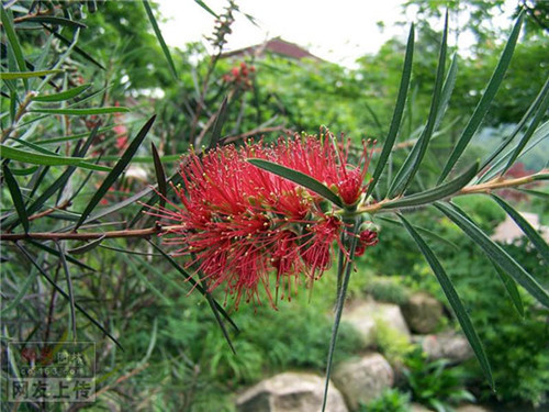 80种常见园林植物 · 景观设计师必知_23