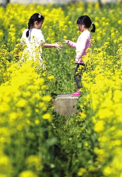 草莓方案文本资料下载-最美农大三四月油菜花草莓园