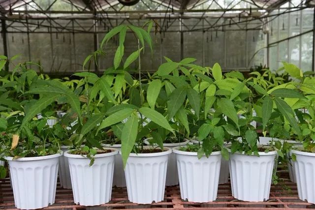 北京花博会贵州园资料下载-版纳植物园成功扩繁濒危植物伯乐树