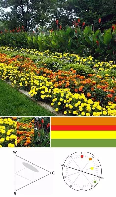 植物景观色彩案例资料下载-园林植物色彩的搭配技巧