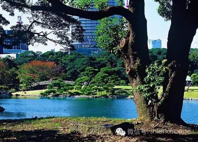 滨水景观水生植物设计资料下载-园林景观设计作品应经得起“取景”