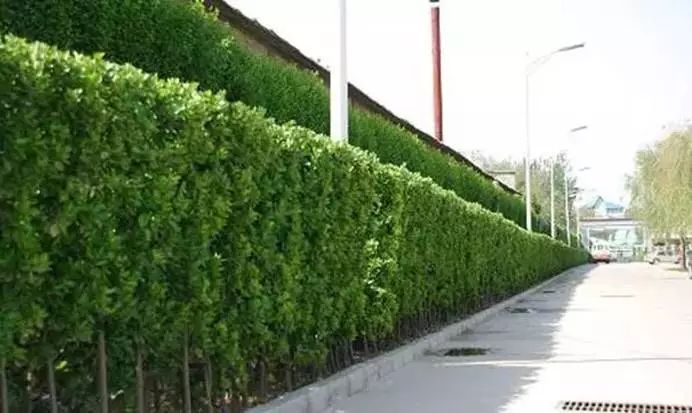 绿篱作墙丨围住尘世的喧嚣，围不住满园的芬芳_43