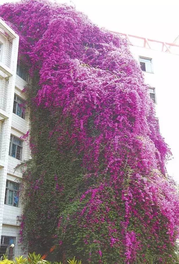 花开一面墙，花落一路香，一棵爬藤植物的花海_17