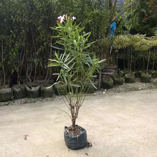 球根花卉 21年球根花卉资料下载 筑龙学社 球根花卉 21年球根花卉资料下载 筑龙学社