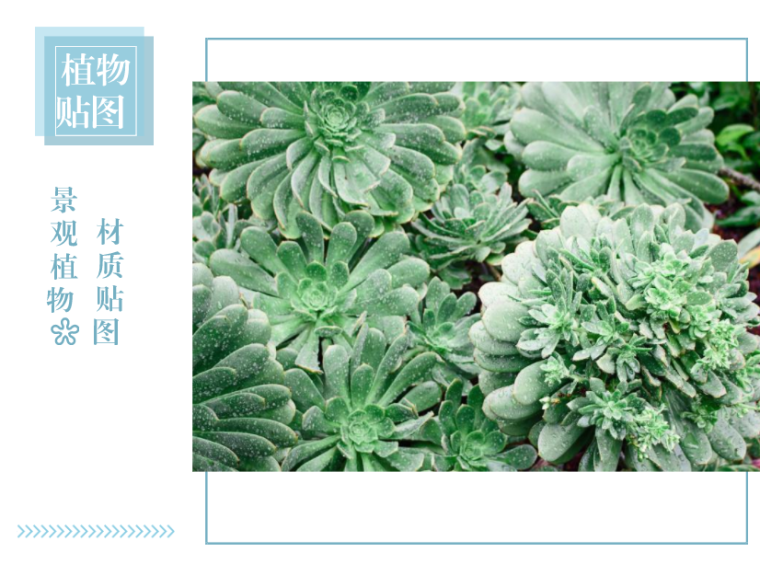贵州景观植物文本资料下载-景观植物材质贴图