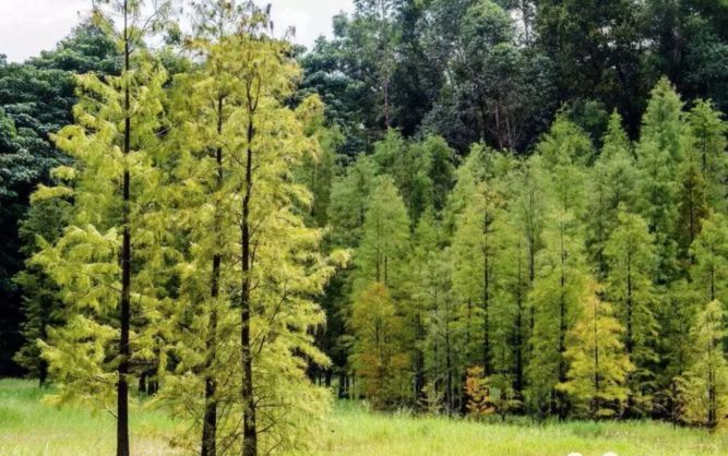cad园林植树资料下载-如何提高春季植树成活率，只需这七步！