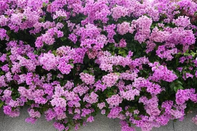 藤本植物养护资料下载-这16种花做花墙，款款美得没人性！